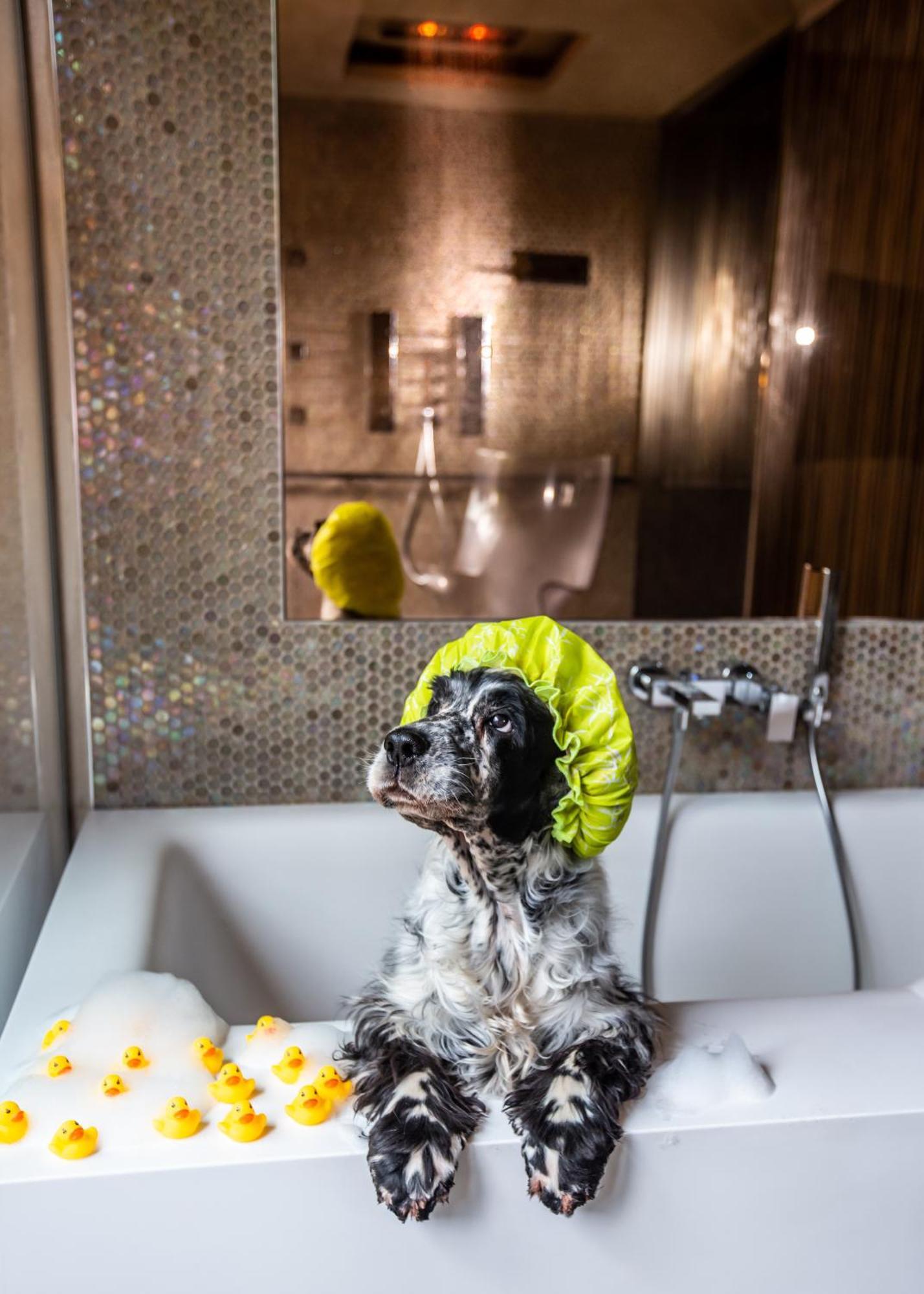 Junior Suite Hydromassage Shower