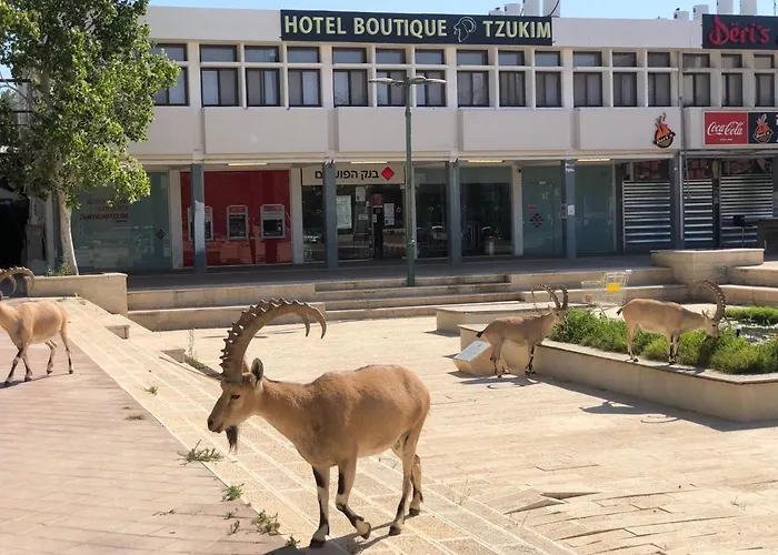 Tzukim Boutique - Desert Traveler's Hotel in Mitzpe Ramon - מלון בוטיק צוקים
