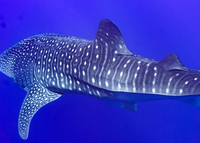 Tiger Shark Residence & Dive