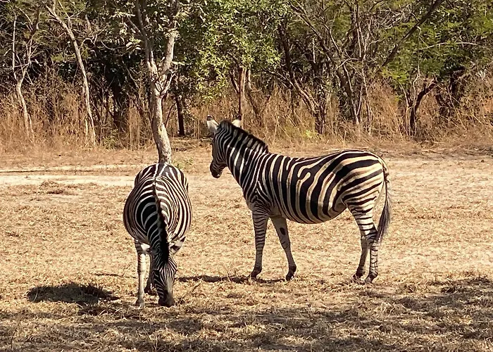 Toubacouta Lodges