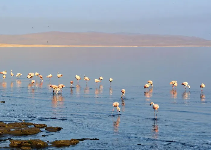 Bamboo Paracas Resort