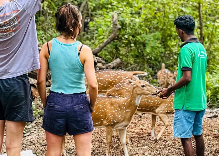 Nehansa Resort And Safari