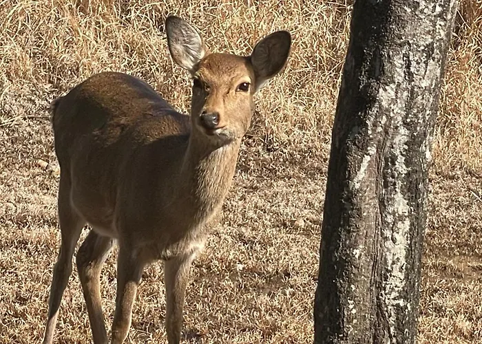 Hotel Nepal Inn Sauraha