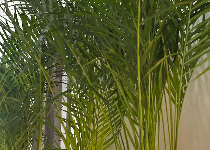 Hotel Tumbaga 88