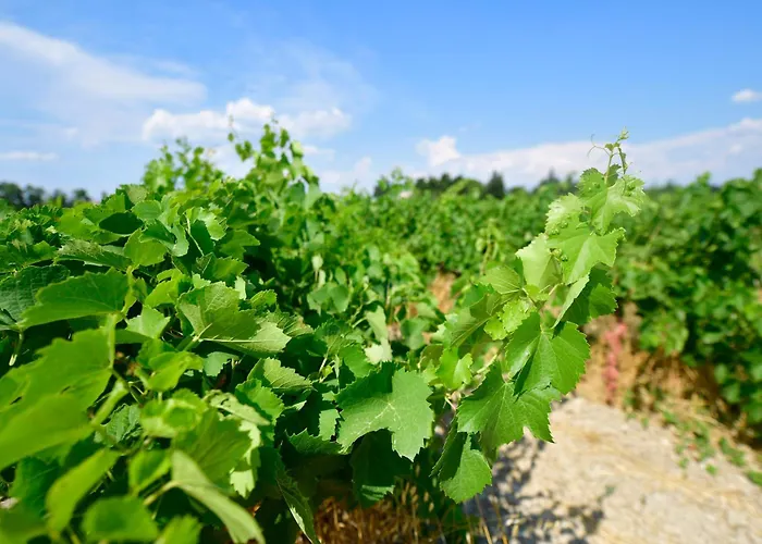 Le Mas Des Aigras - Hotel & Restaurant De Charme En Provence