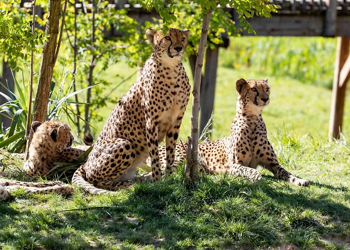 Les Jardins De Beauval