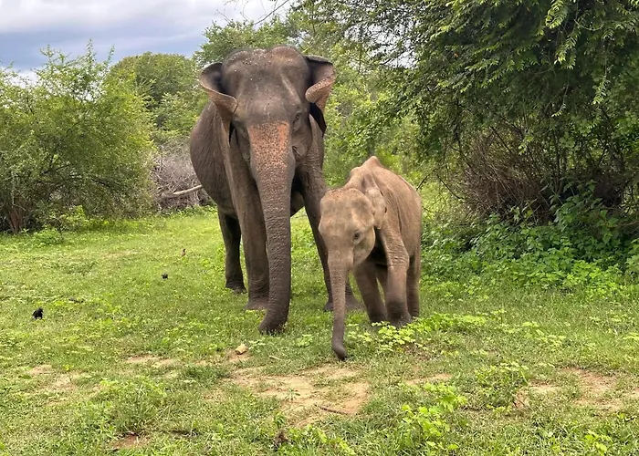 Dhanaya Safari Home