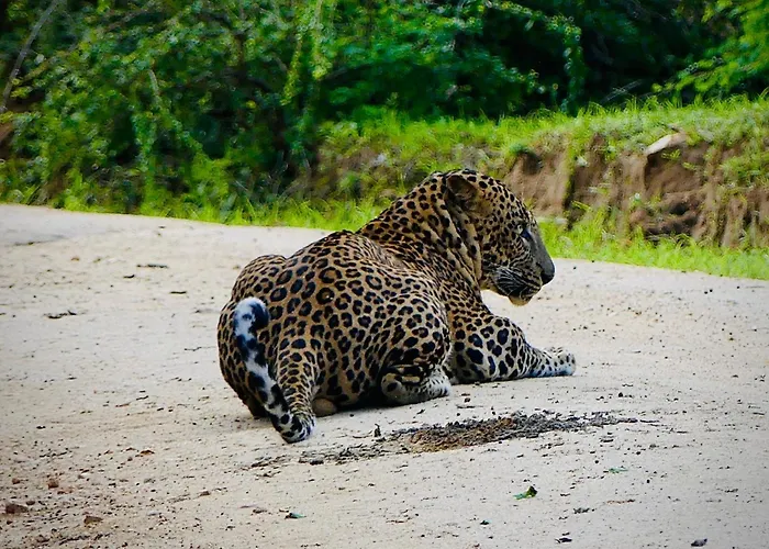 New Cormorant Lake Resort & Yala Safari Place