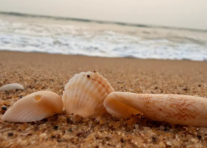 Mollusca Beach Villa