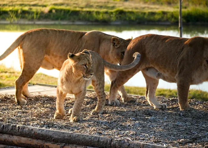 Le Royaume des Lions
