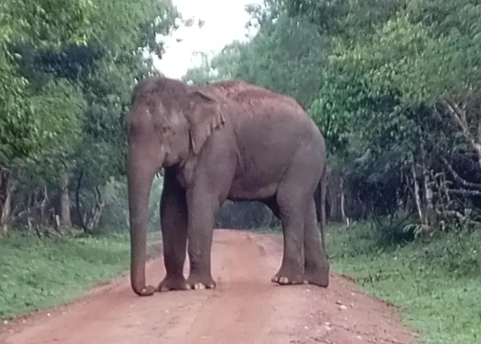 Villu Trails Wilpattu
