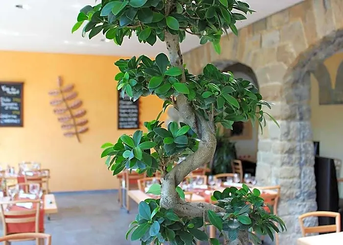 Hotel Acacia