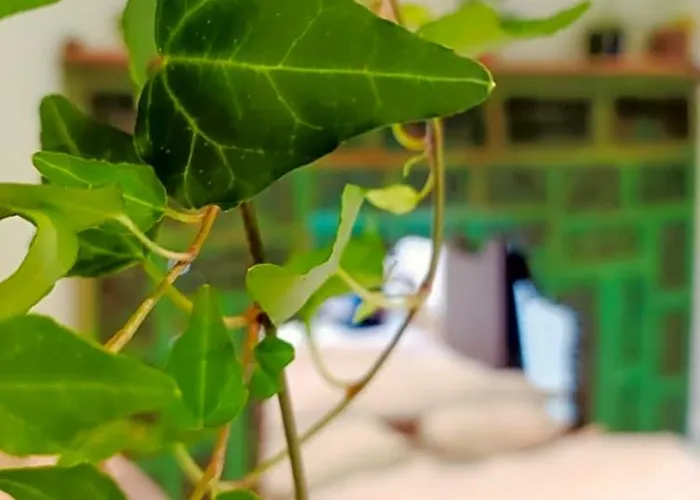 Kanopya