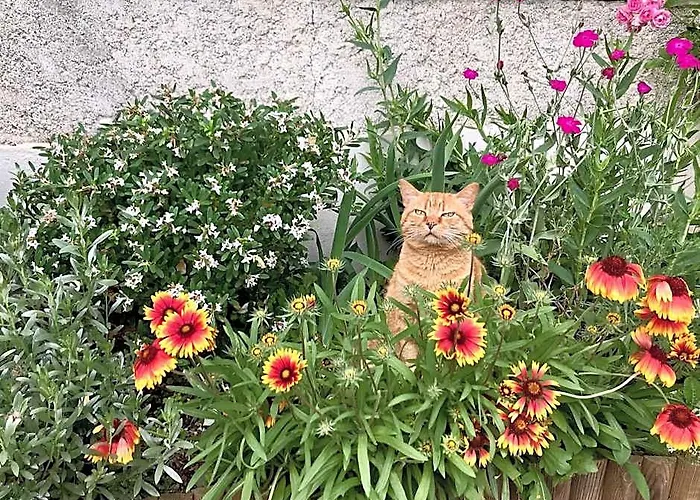 L'Estancat