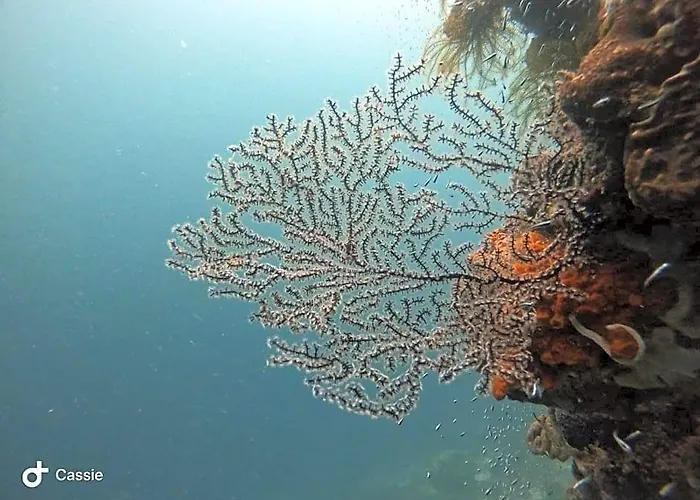 Alegria Dive Resort