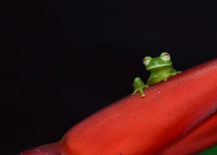 Arenal Monara