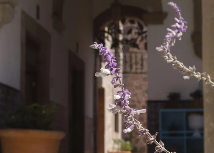 Nana Vida Hotel Morelia