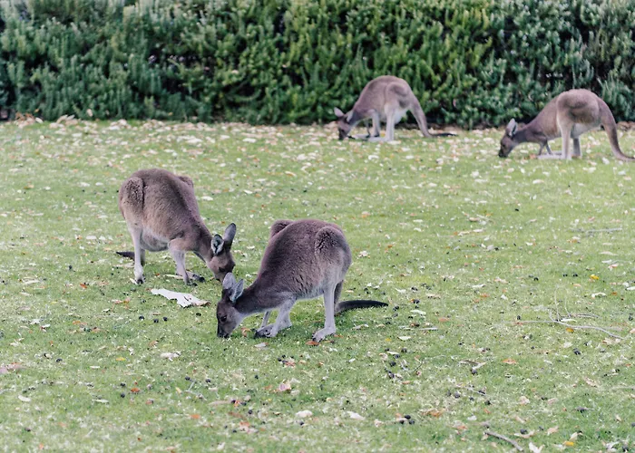 Comfort Inn Yanchep